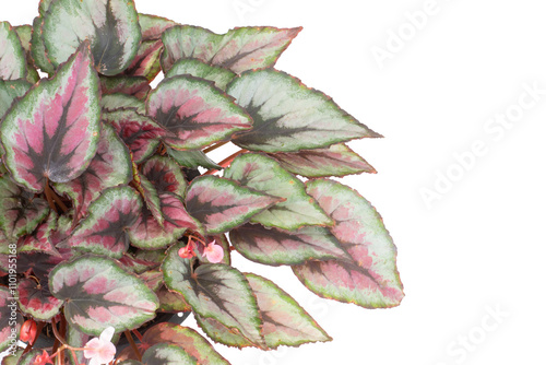 Bush of Begonia  with colorful leaf growth in a pot isolated on white background. Ornamental plant.