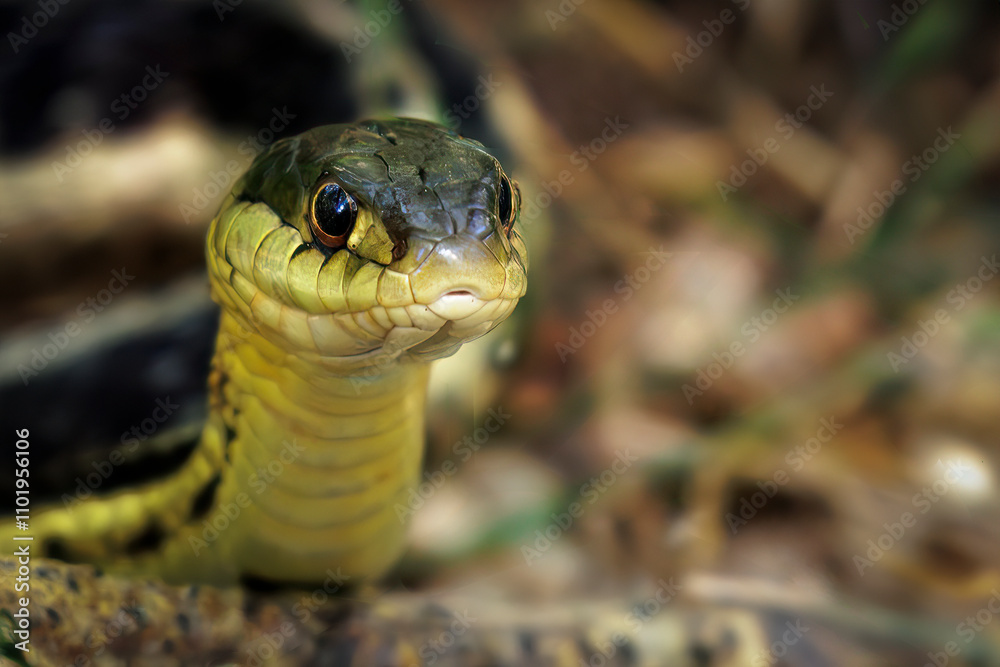 Fototapeta premium Garter Snake (2024)