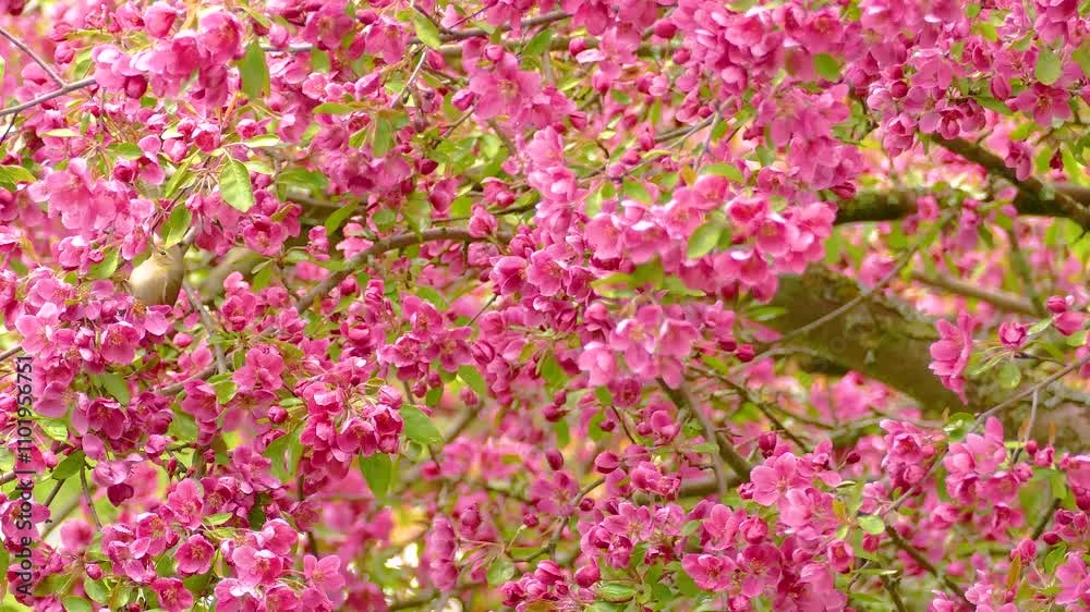 Wide view of two Orange-crowned warblers browsing and foraging for food among beautiful red blossoms in early spring Wide view of two Orange-crowned warblers browsing and foraging for food among beautiful red blossoms in early spring