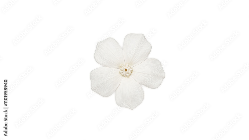 Delicate white jasmine flower on white background Delicate white jasmine flower on white background