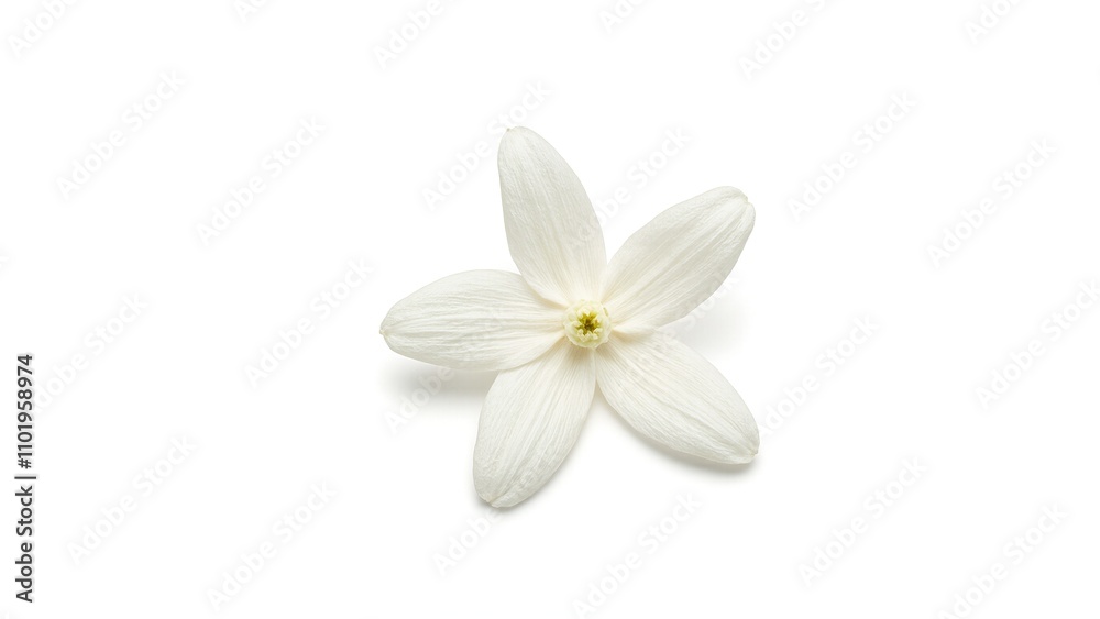 Fototapeta premium Delicate white jasmine flower on white background