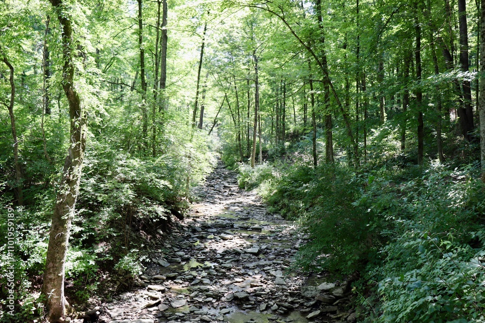 The stream in the woods on a summer day. The stream in the woods on a summer day.