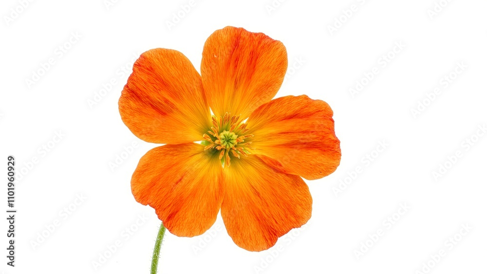 Fototapeta premium Vibrant orange nasturtium flower on white background