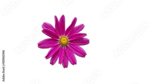 Vivid magenta cosmos flower on white backdrop