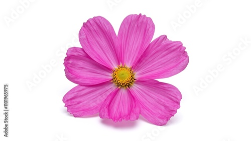 Vivid magenta cosmos flower on white backdrop