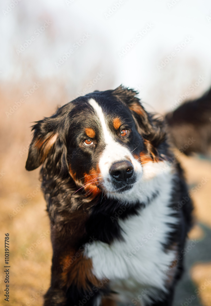 Bernese mountain dog. The dog runs and enjoys a walk in the field Bernese mountain dog. The dog runs and enjoys a walk in the field