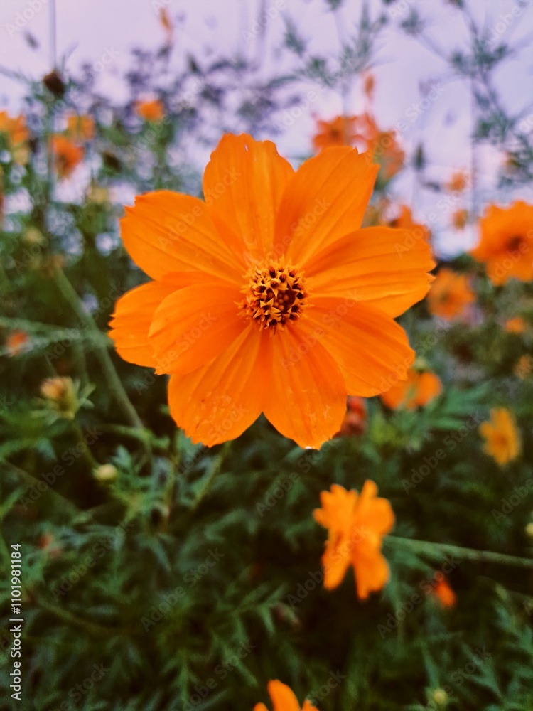 A vibrant photograph showcasing beautiful orange and yellow flowers in full bloom. The rich colors and intricate details of the flowers make this image unique A vibrant photograph showcasing beautiful orange and yellow flowers in full bloom. The rich colors and intricate details of the flowers make this image unique
