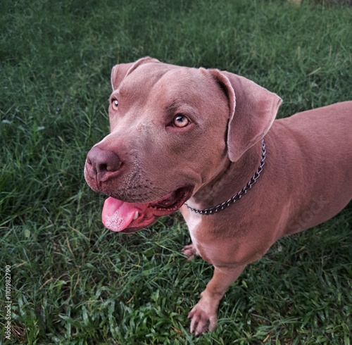 An adorable photograph capturing a joyful dog playing and smiling in the grass. The playful energy and pure happiness of the dog create a heartwarming scene, ideal for themes of pets, joy, and outdoor photo