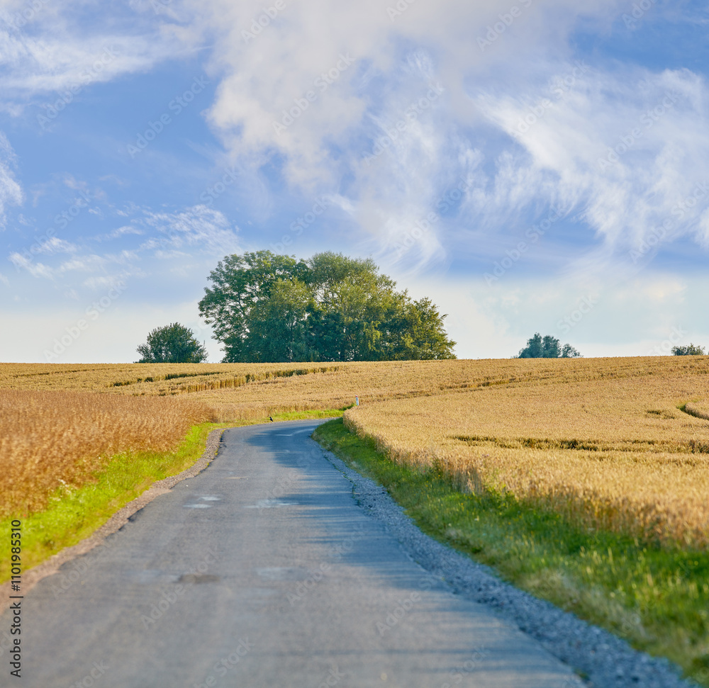 Fototapeta premium Road, landscape and field with environment in countryside for travel, roadtrip and adventure with blue sky. Clouds, nature and street for holiday journey, destination and tourism with outdoor scenery