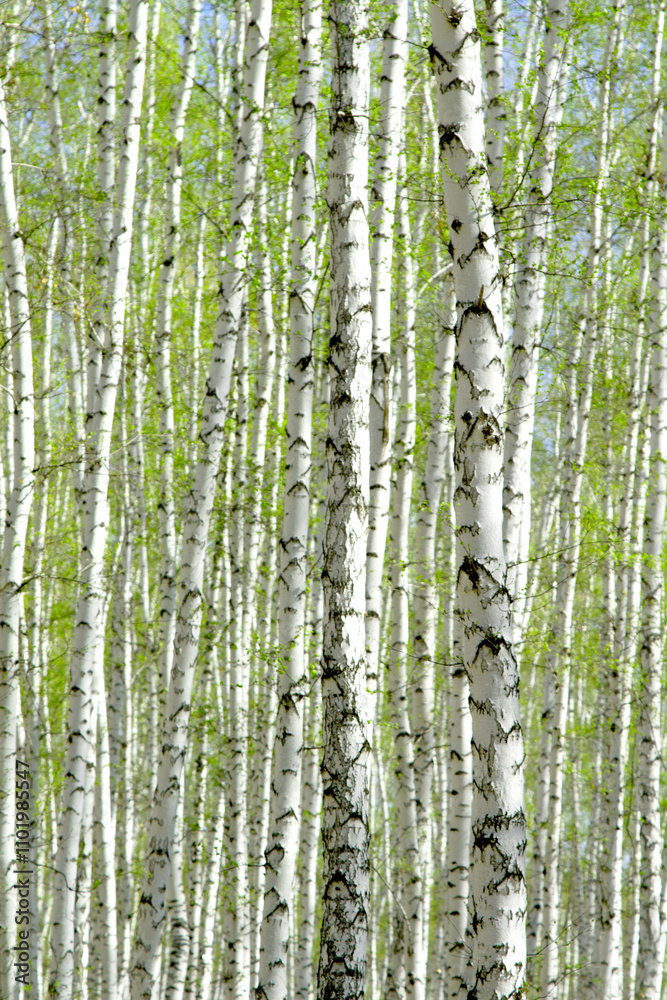 birch grove in the spring landscape background birch grove in the spring landscape background