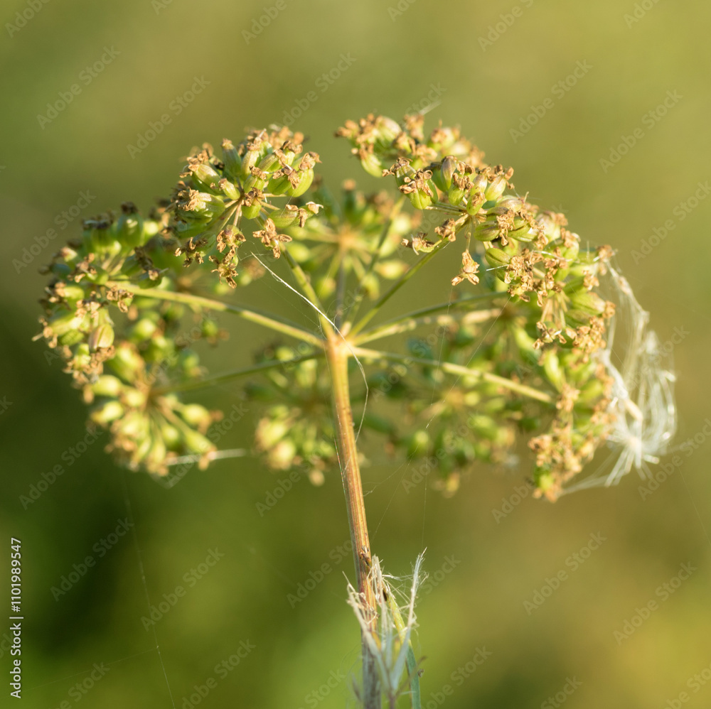 annual herbaceous plant of the family umbrella annual herbaceous plant of the family umbrella