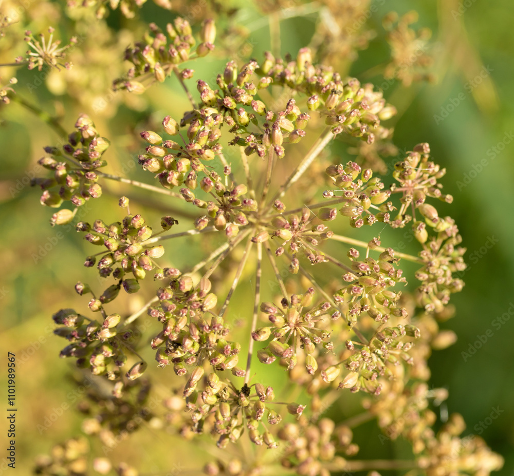 annual herbaceous plant of the family umbrella annual herbaceous plant of the family umbrella
