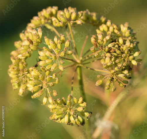 annual herbaceous plant of the family umbrella