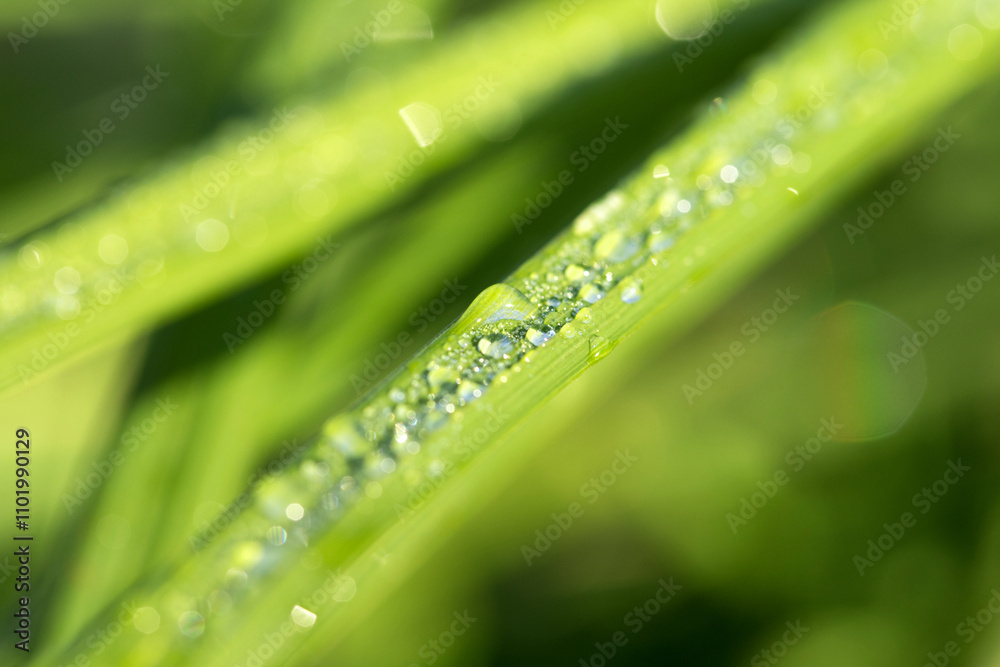 drops of dew on the green grass, bokeh