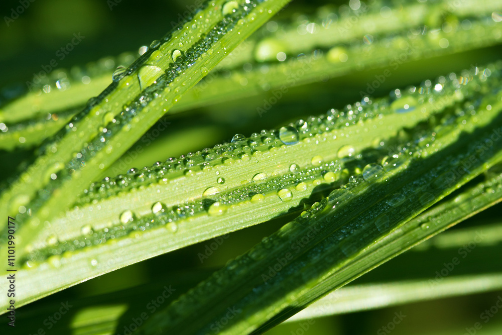 drops of dew on the green grass, bokeh drops of dew on the green grass, bokeh
