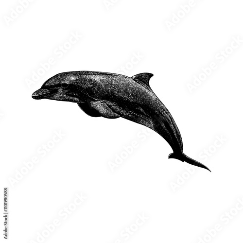 Dolphin hand drawing vector isolated on background.