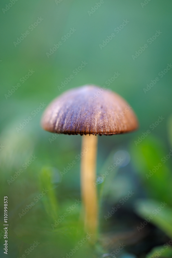 Mushroom in its natural environment. Mushroom in its natural environment.