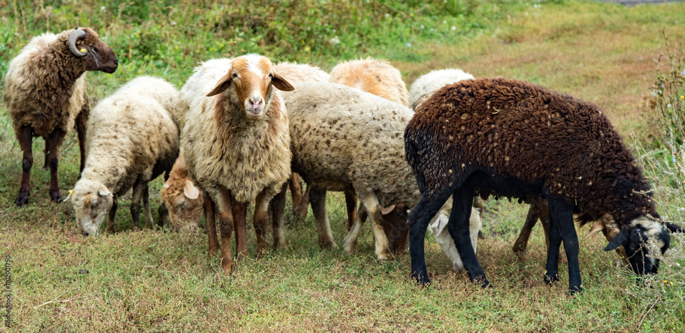 Herd of sheep walking on a green meadow Herd of sheep walking on a green meadow