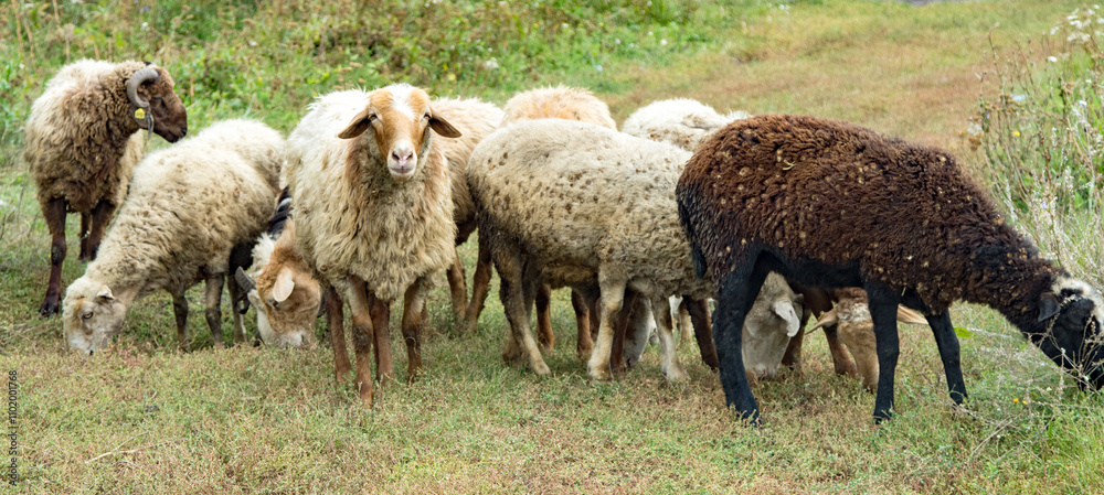 Herd of sheep walking on a green meadow Herd of sheep walking on a green meadow