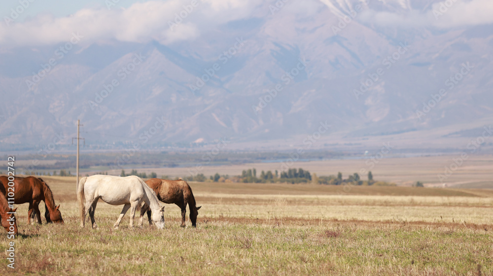 flock of horse live in the meadow in kyrgyzstan, surrounded by Tien Shan flock of horse live in the meadow in kyrgyzstan, surrounded by Tien Shan