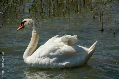 Fototapeta Naklejka Na Ścianę i Meble -  The mute swan (Cygnus olor)