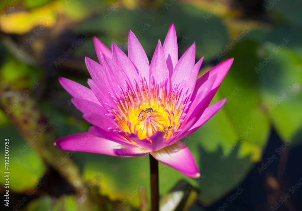 Beautiful pink Lotus flower with green leaves in pond nature for background Beautiful pink Lotus flower with green leaves in pond nature for background