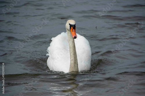 Fototapeta Naklejka Na Ścianę i Meble -  The mute swan (Cygnus olor)