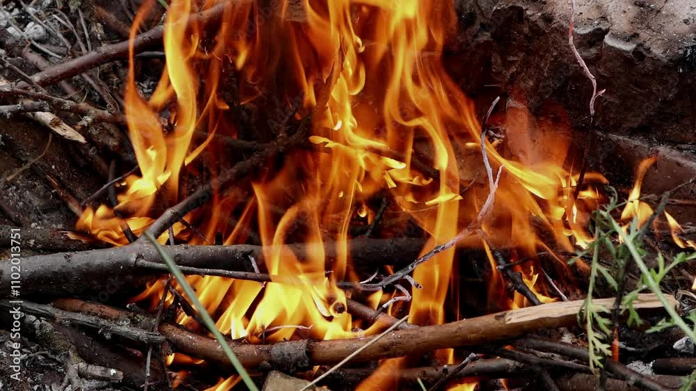 Campfire blazing among dry twigs in the forest during the evening
Campfire blazing among dry twigs in the forest during the evening