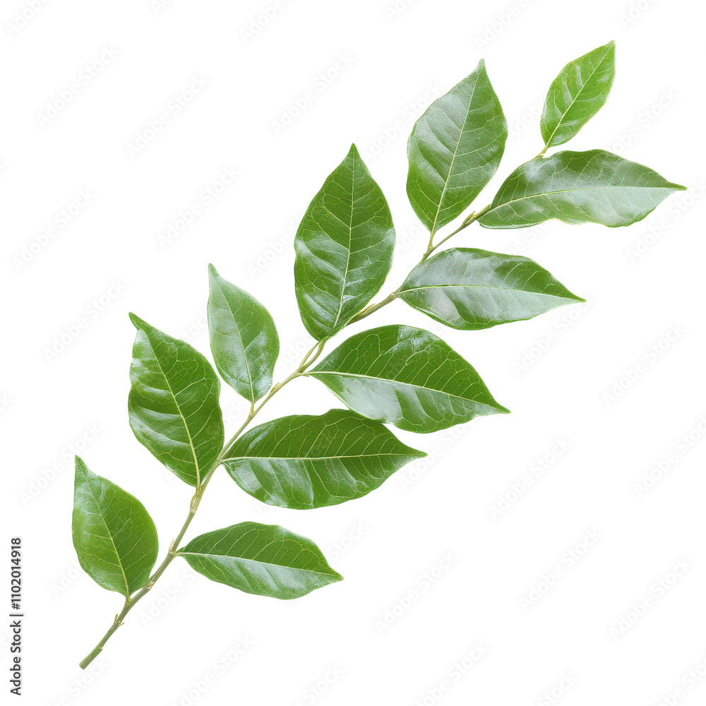 Curry Leaves on White Background for Culinary Use Transparent PNG background. Curry Leaves on White Background for Culinary Use Transparent PNG background.