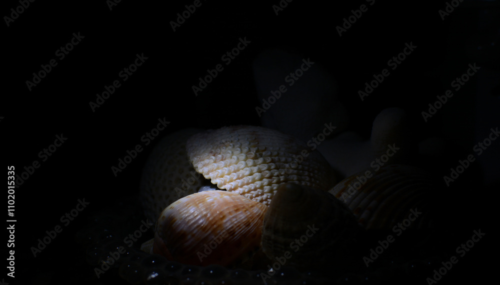 Fototapeta premium shell on black background
