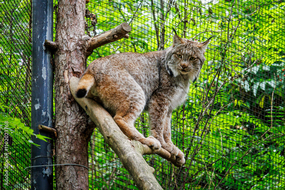 Eurasian lynx (Lynx lynx) Eurasian lynx (Lynx lynx)