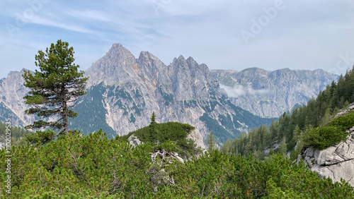 Swiss Pine (Pinus cembra) at Berchtesgaden national park with Stadelhorn, Muehlsturzhorn, Grunduebelhorn and the Reiter Alm mountain range, Bavaria, Germany