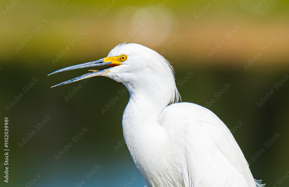 Snowy Egret Portrait Snowy Egret Portrait