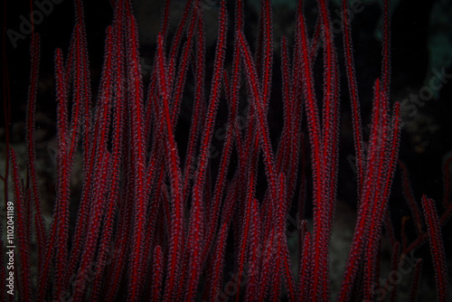 Beautiful corals, Mabul Island, Malaysia photo