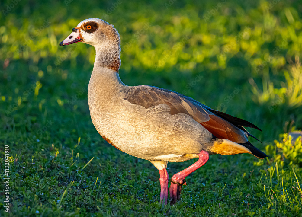 Egyptian goose on the grass Egyptian goose on the grass