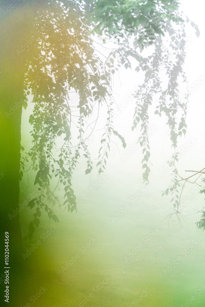 Obraz premium green nature abstract background 