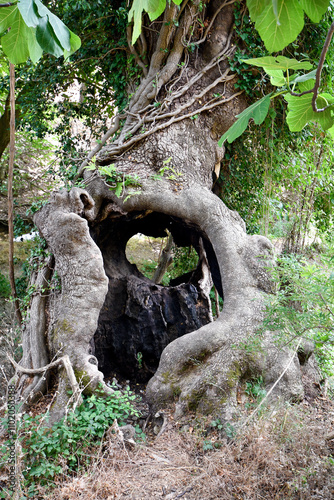 Greece, Thassos, Fig Tree