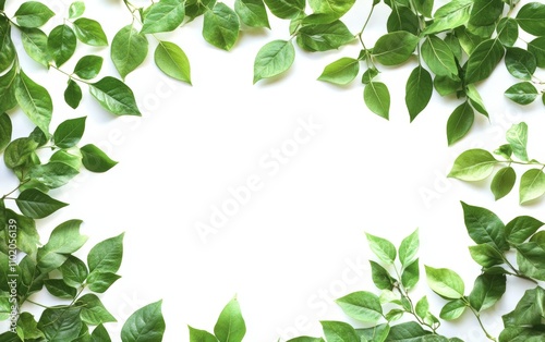 frame of green leaves isolated on white background