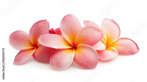 frangipani isolated on white background