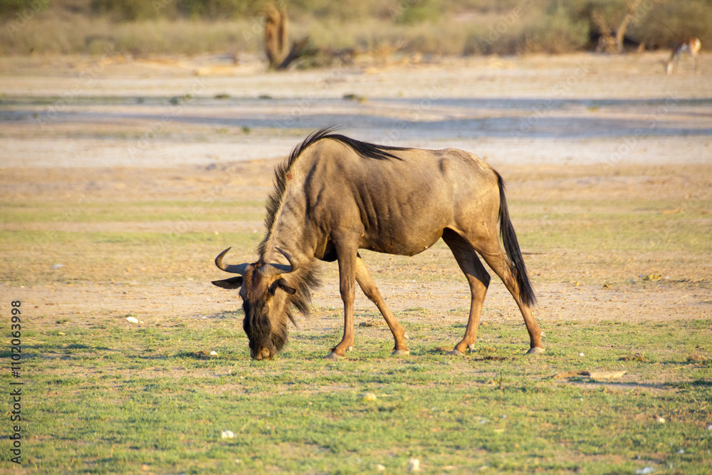 Blue Wildebeest grazes on grass in Namibian savannah Blue Wildebeest grazes on grass in Namibian savannah