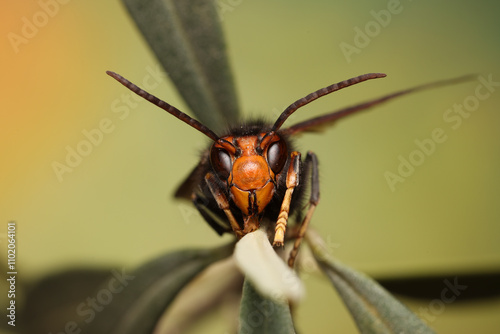 Close-up on the invasive Asian hornet, Vespa velutina