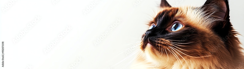 A majestic cat with blue eyes and fluffy fur against a white isolated background. A majestic cat with blue eyes and fluffy fur against a white isolated background.