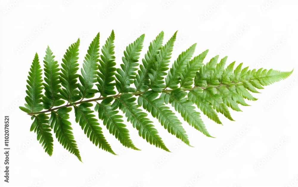 green leaves of fern isolated on white green leaves of fern isolated on white
