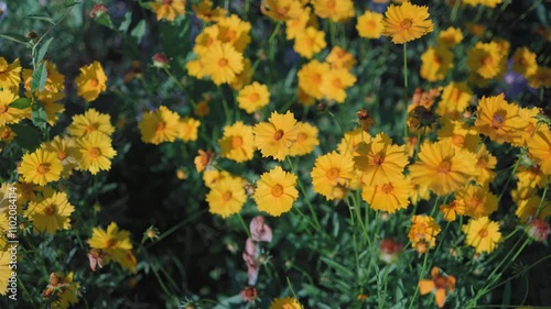 Top view of beautiful yellow daisies and green leaves. Flowers and leaves sway in the wind. The evening sun illuminates the flowers.