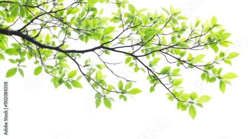 Green tree leaves and branches isolated on white background