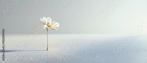 A lone white cervaria rivini flower swaying in the breeze, airy, breezy, gentle, solitude photo