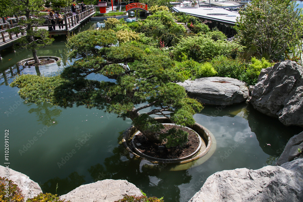 Crimea, Yalta, Bonsai in the Japanese garden by the pond Crimea, Yalta, Bonsai in the Japanese garden by the pond