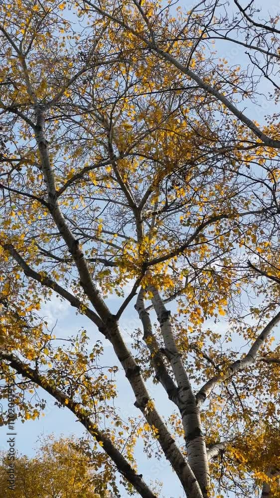 Vertical Video of Tall Tree with Yellow and Golden Falling Leaves and Clear Blue Sky in Autumn Fall Vertical Video of Tall Tree with Yellow and Golden Falling Leaves and Clear Blue Sky in Autumn Fall