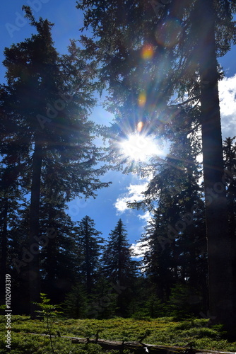 Gegenlichtaufnahme der Sonne, welche durch die Baumkronen scheint
