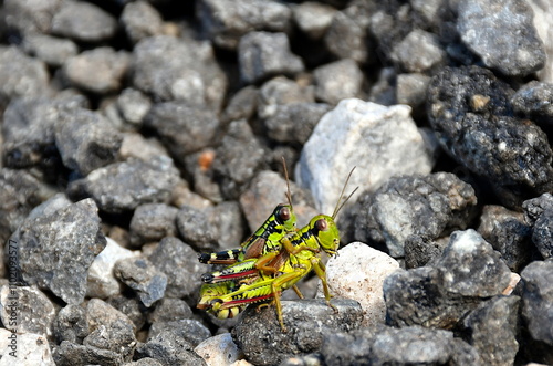 Nahaufnahme zweier Grashüpfer, die aufeinander sitzen
